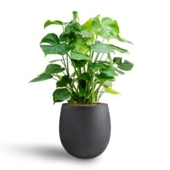 Grigio Balloon Plant Pot - Anthracite Concrete -Hortology Shop Monstera deliciosa Hydroculture Grigio Balloon Plant Pot Anthracite Concrete 2 4856dd29 eb28 4fec 895f 67751abe7449