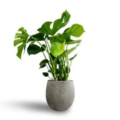 Monstera Deliciosa - HydroCare -Hortology Shop Monstera deliciosa Hydroculture Grigio Balloon Plant Pot Natural Concrete