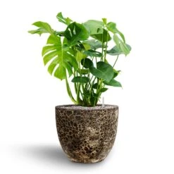 Lava Couple Relic Planter - Black 23 Lava Couple Relic Planter - Black -Hortology Shop Monstera deliciosa Hydroculture Lava Couple Relic Planter Black 068a0dd8 649a 4cdc b66a e73ba5fa6790