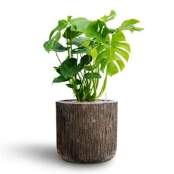 Luxe Lite Waterfall Cylinder Planter - Bronze -Hortology Shop Monstera deliciosa Hydroculture Luxe Lite Waterfall Cylinder Planter Bronze 05793a49 d1a0 463b 8e75 c15fa652684a