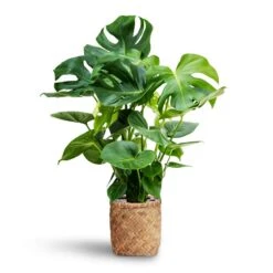 Monstera Deliciosa - HydroCare -Hortology Shop Monstera deliciosa Hydroculture Zayn Bamboo Planter
