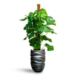 Gradient Lee Partner Planter - Matt Grey -Hortology Shop Monstera deliciosa Moss Pole Hydroculture Gradient Lee Partner Planter Matt Grey