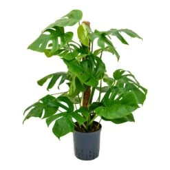 Monstera Deliciosa - Moss Pole - HydroCare -Hortology Shop Monstera deliciosa Moss Pole Indoor Plant Hydroculture 18 19x90cm