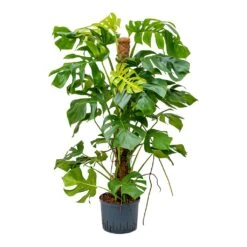 Monstera Deliciosa - Moss Pole - HydroCare -Hortology Shop Monstera deliciosa Moss Pole Indoor Plant Hydroculture 25 19x130cm
