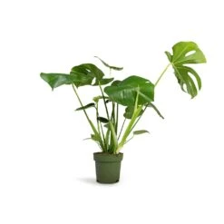 Monstera Deliciosa - Swiss Cheese Plant -Hortology Shop Monstera deliciosa Swiss Cheese Plant 17x60cm