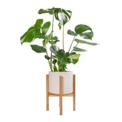 Monstera Deliciosa - Swiss Cheese Plant -Hortology Shop Monstera deliciosa Swiss Cheese Plant 17x60cm Anzio Plant Pot with Wooden Stand Stone White 24x24cm