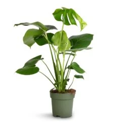Monstera Deliciosa - Swiss Cheese Plant -Hortology Shop Monstera deliciosa Swiss Cheese Plant 17x65cm