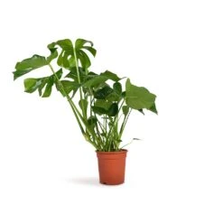 Monstera Deliciosa - Swiss Cheese Plant -Hortology Shop Monstera deliciosa Swiss Cheese Plant 21x70cm
