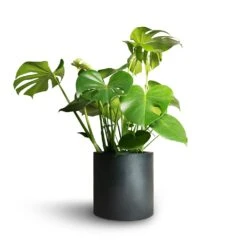 Puk Natural Planter - Matt Black -Hortology Shop Monstera deliciosa Swiss Cheese Plant 21x70cm Puk Natural Planter Matt Black 25x25cm