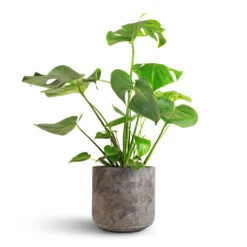 Monstera Deliciosa - Swiss Cheese Plant -Hortology Shop Monstera deliciosa Swiss Cheese Plant 21x70cm Saar Plant Pot Earth Cement 26x25cm