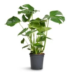 Monstera Deliciosa - Swiss Cheese Plant -Hortology Shop Monstera deliciosa Swiss Cheese Plant 21x80cm 2