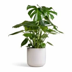 Monstera Deliciosa - Swiss Cheese Plant -Hortology Shop Monstera deliciosa Swiss Cheese Plant 21x80cm Lisbon Plant Pot White 24x24cm 003985f8 7835 44e5 8d30 2cf17d2facce