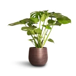 Lydia Plant Pot - Shiny Purple -Hortology Shop Monstera deliciosa Swiss Cheese Plant 21x80cm Lydia Plant Pot Shiny Purple 26x26cm