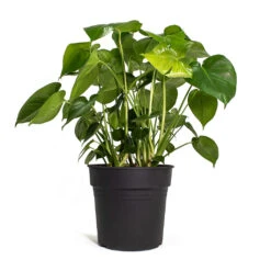 Monstera Deliciosa - Swiss Cheese Plant -Hortology Shop Monstera deliciosa Swiss Cheese Plant 30cm