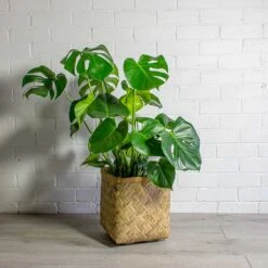 Monstera Deliciosa - Swiss Cheese Plant -Hortology Shop Monstera deliciosa Swiss Cheese Plant Kobe Bamboo Planter
