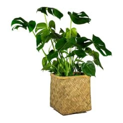 Kobe Bamboo Planter 27 Kobe Bamboo Planter -Hortology Shop Monstera deliciosa Swiss Cheese Plant Kobe Bamboo Planter plant pot 765e3818 43e1 4b9d 9b03 2092a9d1c5a8