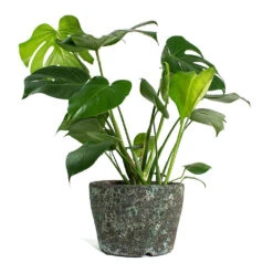 Lava Couple Straight Relic Planter - Jade -Hortology Shop Monstera deliciosa Swiss Cheese Plant Lava Couple Straight Relic Planter Jade