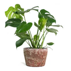 Monstera Deliciosa - Swiss Cheese Plant -Hortology Shop Monstera deliciosa Swiss Cheese Plant Lava Couple Straight Relic Planter Pink 1c570f30 76d0 4e5f 8efc e6db177ddf6c