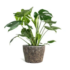 Monstera Deliciosa - Swiss Cheese Plant -Hortology Shop Monstera deliciosa Swiss Cheese Plant Lava Couple Straight Relic Planter Rust d7609045 b386 403e 94f9 c4b9991748d3