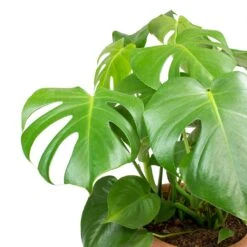 Monstera Deliciosa - Moss Pole - HydroCare -Hortology Shop Monstera deliciosa Swiss Cheese Plant Leaves b8e99950 1f87 4732 936f d5030097bfc4