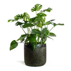 Luxe Lite Layer Cylinder Planter - Bronze -Hortology Shop Monstera deliciosa Swiss Cheese Plant Luxe Lite Layer Cylinder Planter Bronze