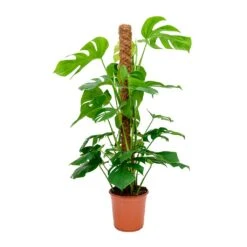 Monstera Deliciosa - Swiss Cheese Plant - Moss Pole -Hortology Shop Monstera deliciosa Swiss Cheese Plant Moss Pole