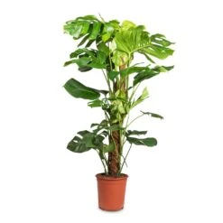 Monstera Deliciosa - Swiss Cheese Plant - Moss Pole -Hortology Shop Monstera deliciosa Swiss Cheese Plant Moss Pole 24x110cm