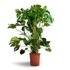 Monstera Deliciosa - Swiss Cheese Plant - Moss Pole -Hortology Shop Monstera deliciosa Swiss Cheese Plant Moss Pole 27x120cm 1