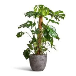 Monstera Deliciosa - Swiss Cheese Plant - Moss Pole -Hortology Shop Monstera deliciosa Swiss Cheese Plant Moss Pole 27x120cm Bola Artstone Plant Pot Grey 38x33cm 2