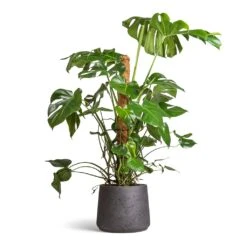 Patt Plant Pot - Black Washed -Hortology Shop Monstera deliciosa Swiss Cheese Plant Moss Pole 27x120cm Patt Plant Pot Black Washed 34x29cm ab2149e8 7db8 44c9 98fb c2395be54661