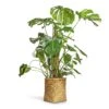 Monstera Deliciosa - Swiss Cheese Plant - Moss Pole
