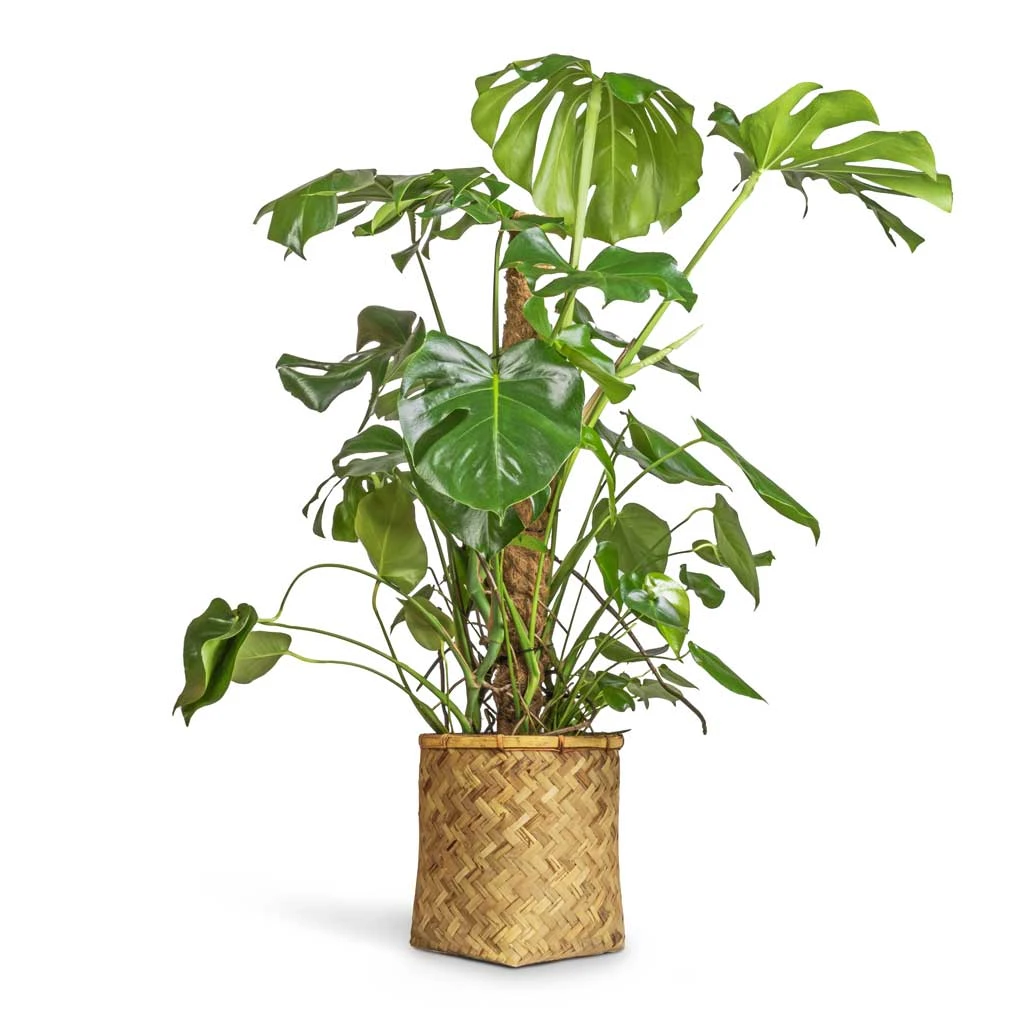 Zayn Bamboo Planter 10 Zayn Bamboo Planter - Image 10