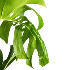 Monstera Deliciosa - Swiss Cheese Plant - Moss Pole -Hortology Shop Monstera deliciosa Swiss Cheese Plant Moss Pole Swatch