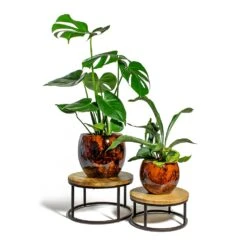 Kae Plant Pot - Cayenne -Hortology Shop Monstera deliciosa Swiss Cheese Plant Platycerium bifurcatum Common Staghorn Fern kae cayenne plant pot lois stand