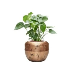 Opus Raw Couple Planter - Gold -Hortology Shop Monsteradeliciosa Hydroculture OpusRawCouplePlanter Gold