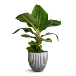 Lagos Plant Pot - Anthracite -Hortology Shop Musa Dwarf Cavendish Banana Plant 17x50cm Lagos Plant Pot Anthracite 20x20cm 611907d0 869b 4785 8a98 8db8231c95c8