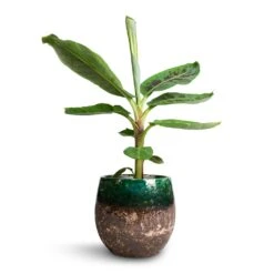 Lindy Plant Pot - Black Green 30 Lindy Plant Pot - Black Green -Hortology Shop Musa Dwarf Cavendish Banana Plant 17x60cm Lindy Plant Pot Black Green 23x20cm 2b6dc9c7 ee31 433a 8426 67d83d693d61