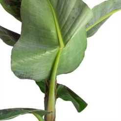 Musa Dwarf Cavendish - Banana Plant -Hortology Shop Musa Dwarf Cavendish Banana Plant Folded Leaf