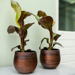 Mya Plant Pot - Shiny Mocha 21 Mya Plant Pot - Shiny Mocha -Hortology Shop Mya Plant Pot Shiny Mocha Lifestyle 04