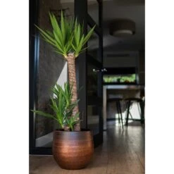 Mya Plant Pot - Shiny Mocha 32 Mya Plant Pot - Shiny Mocha -Hortology Shop Mya Plant Pot Shiny Mocha Yucca Houseplant