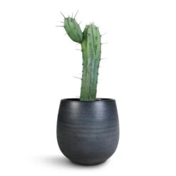Esra Plant Pot - Graphite -Hortology Shop Myrtillocactus Geometrizans Blue Myrtle Cactus Esra Plant Pot Graphite 22x20cm e6fdf94c 7b02 47c3 afef a8a84c024501