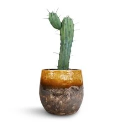 Lindy Plant Pot - Ochre -Hortology Shop Myrtillocactus Geometrizans Blue Myrtle Cactus Lindy Plant Pot Ochre 23x20cm 3110c197 69a7 46c5 ac4e 4f3dee118d6e