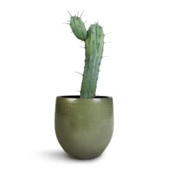 Zembla Plant Pot - Green -Hortology Shop Myrtillocactus Geometrizans Blue Myrtle Cactus Zembla Plant Pot Green 22x20cm 8ecabfd5 72cc 488b a4f4 4c273c60b2e5