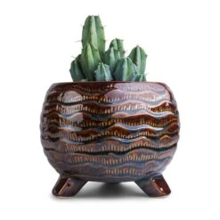 Dewi Plant Pot - Marrakesh -Hortology Shop Myrtillocactus geometrizans Blue Myrtle Cactus 12x20cm Dewi Plant Pot Marrakesh 21x16cm f8212ba7 6c51 45ed b0d0 63c9b238e20f