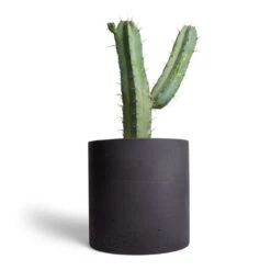 Puk Plant Pot - Black Washed -Hortology Shop Myrtillocactus geometrizans Blue Myrtle Cactus 17x50cm Puk Plant Pot Black Washed 25x25cm 1559f7f3 af2f 4222 8eaa 521daa724c38