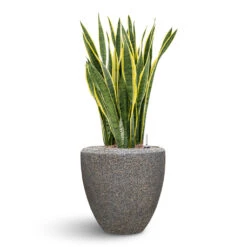 Naturescast Couple Planter - Grey -Hortology Shop Naturescast Couple Planter Grey Sanseveria