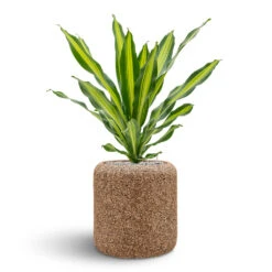 Naturescast Cylinder Planter - Natural 13 Naturescast Cylinder Planter - Natural -Hortology Shop Naturescast Cylinder Planter Burley