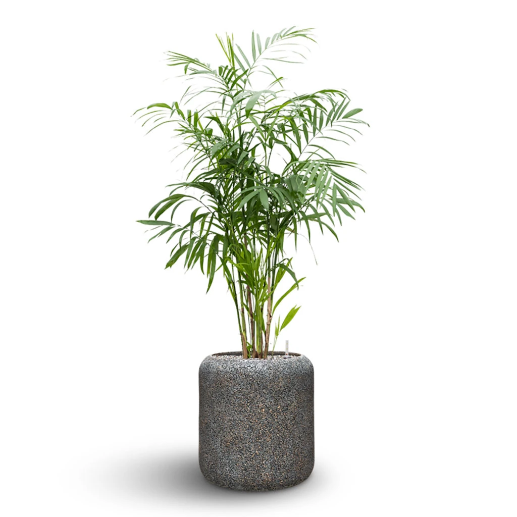 Naturescast Cylinder Planter - Grey 2 Naturescast Cylinder Planter - Grey - Image 2