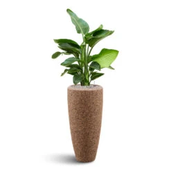 Naturescast Partner Planter - Natural 6 Naturescast Partner Planter - Natural -Hortology Shop Naturescast Partner Planter strelitzia