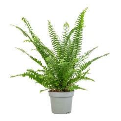 Nephrolepis Exaltata Bostoniensis - Boston Fern 23 Nephrolepis Exaltata Bostoniensis - Boston Fern -Hortology Shop Nephrolepis exaltata Bostoniensis Boston Fern 12x30cm 2